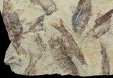 Fossil Fish (Gosiutichthys) Mortality Plate - Lake Gosiute #61566-2